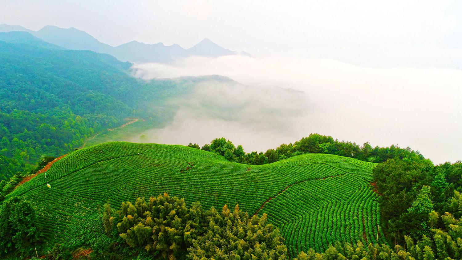 新利国际手机版|福建安溪打造智慧茶园环境监测新范式- 新利国际手机版|福建安溪打造智慧茶园环境监测新范式-