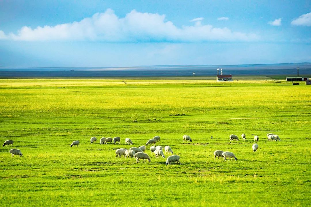 新利国际手机版|中国草原生态建设取得重大进展 北方生态屏障持续巩固- 新利国际手机版|中国草原生态建设取得重大进展 北方生态屏障持续巩固-