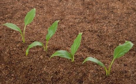 新利国际手机版|数字农业新基建:全国观测网络赋能现代农业发展- 新利国际手机版|数字农业新基建:全国观测网络赋能现代农业发展-