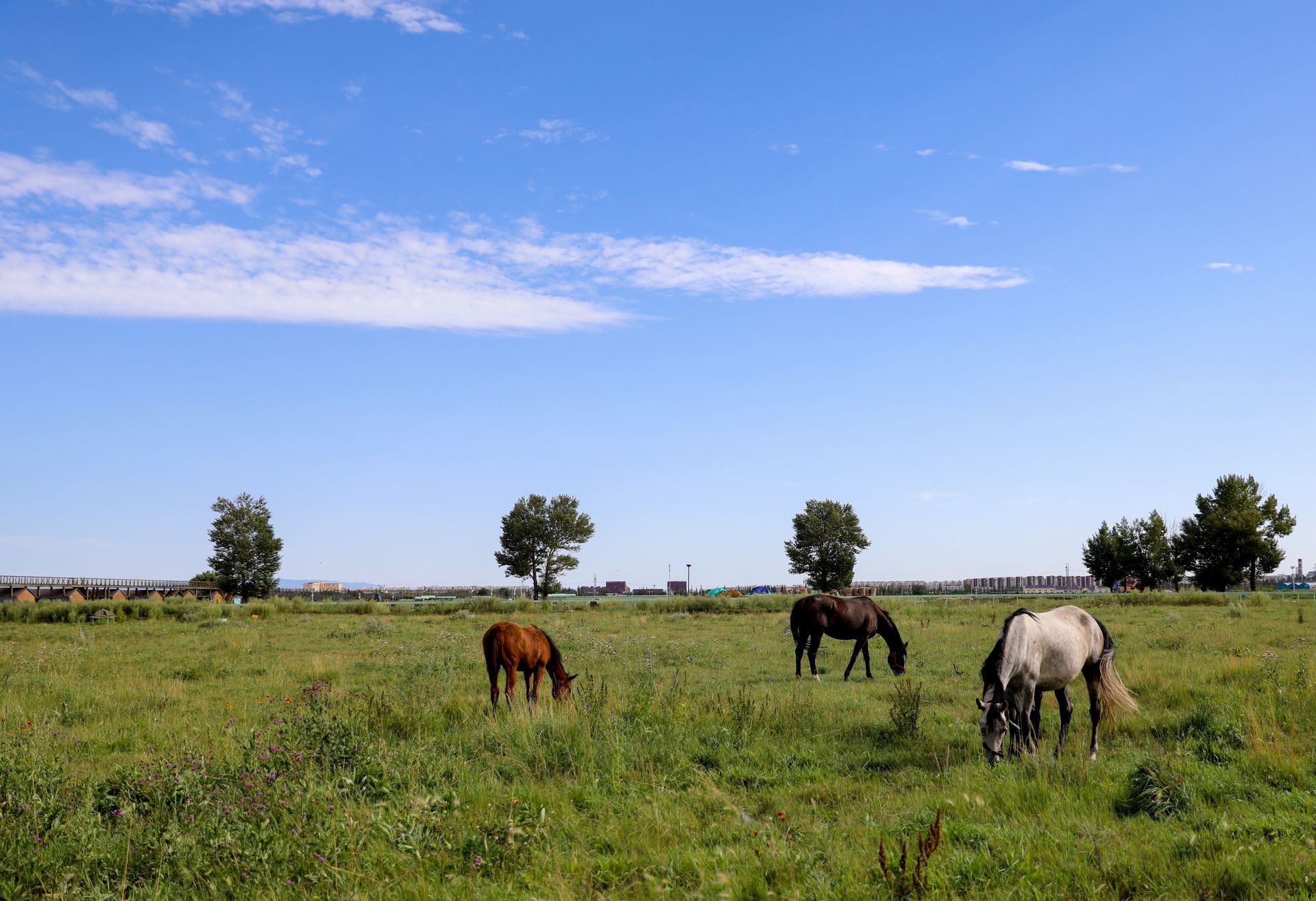 新利国际手机版|甘肃构建中亚科技合作新格局:从”中国慧眼”到”中国种子”的跨国赋能- 新利国际手机版|甘肃构建中亚科技合作新格局:从”中国慧眼”到”中国种子”的跨国赋能-