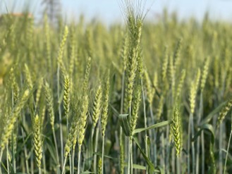 上海仪器仪表展|智能监测与物联网技术助力夏粮收购提质增效- 上海仪器仪表展|智能监测与物联网技术助力夏粮收购提质增效-