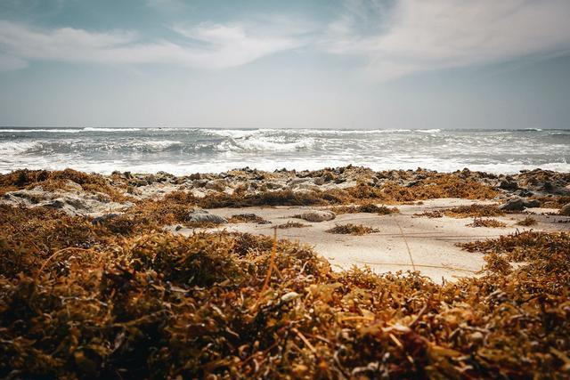 上海仪器仪表展|沙质海岸甲烷排放新发现:海藻分解挑战传统气候认知- 上海仪器仪表展|沙质海岸甲烷排放新发现:海藻分解挑战传统气候认知-
