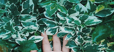 《“十四五”工业绿色发展规划》提出全面提升绿色制造水平