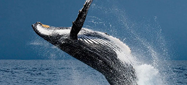 生态环境建设一路向好 水体噪音污染治理也要狠抓落实