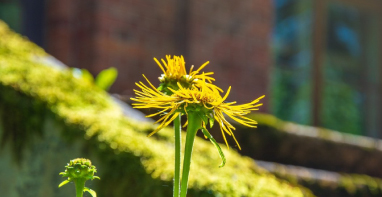 环境监测 40 年：畸形的市场与溃退的国产｜青山