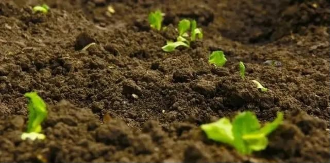 上海仪器仪表展|土壤油污迁移机制研究获突破性进展