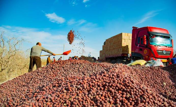 新利国际手机版|环着沙漠看新疆——红枣产业让生活富起来、生态好起来